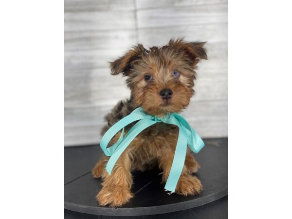Yorkshire Terrier-DOG-Male-Black/Tan merle-4163-Petland Knoxville, Tennessee