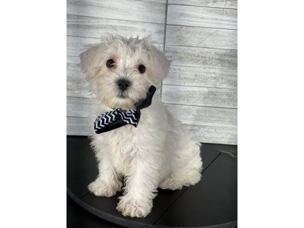 Schnoodle-DOG-Female-White-4148-Petland Knoxville, Tennessee