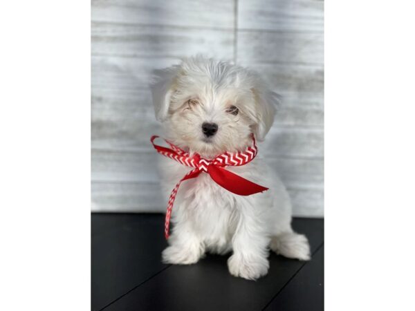 Maltipoo-DOG-Female-White-4156-Petland Knoxville, Tennessee