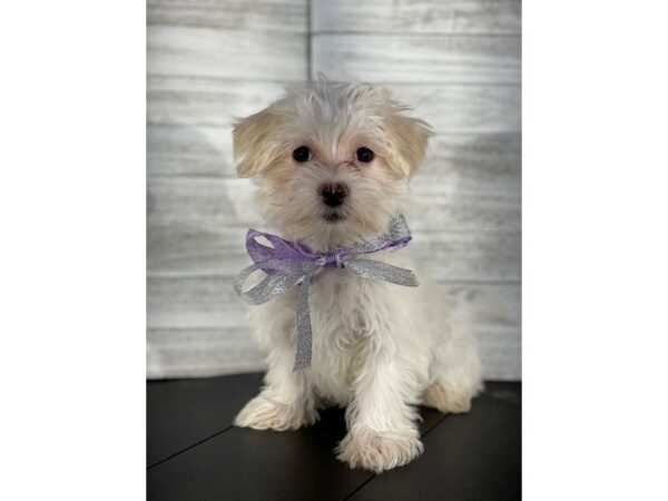Maltese/Morkie DOG Male Cream / White 4169 Petland Knoxville, Tennessee