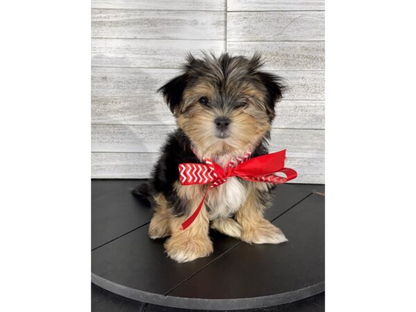 Morkie-DOG-Male-Black/Tan-4159-Petland Knoxville, Tennessee