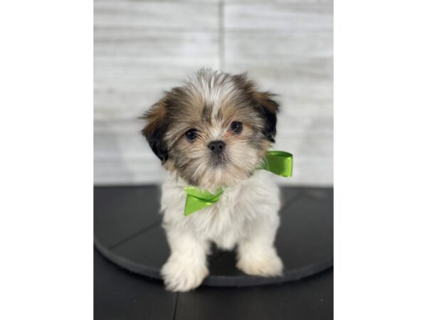 Shih Tzu-DOG-Female-Gold / White-4149-Petland Knoxville, Tennessee