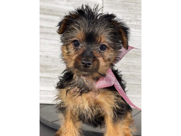 Yorkshire Terrier-DOG-Female-Black/Tan-4161-Petland Knoxville, Tennessee