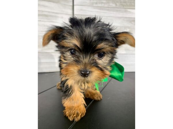 Yorkshire Terrier-DOG-Female-Black / Tan-4179-Petland Knoxville, Tennessee