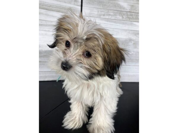 Morkie-DOG-Male-Golden-4175-Petland Knoxville, Tennessee