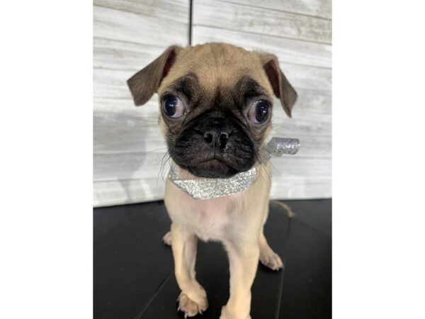 Pug-DOG-Female-fawn-4173-Petland Knoxville, Tennessee