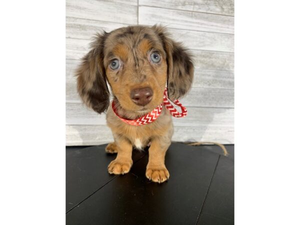 Dachshund-DOG-Female-chocolate dapple-4170-Petland Knoxville, Tennessee