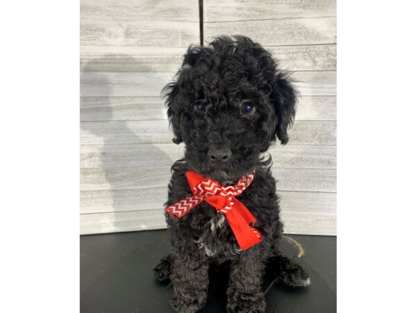 Mini Goldendoodle-DOG-Male-Black-4191-Petland Knoxville, Tennessee