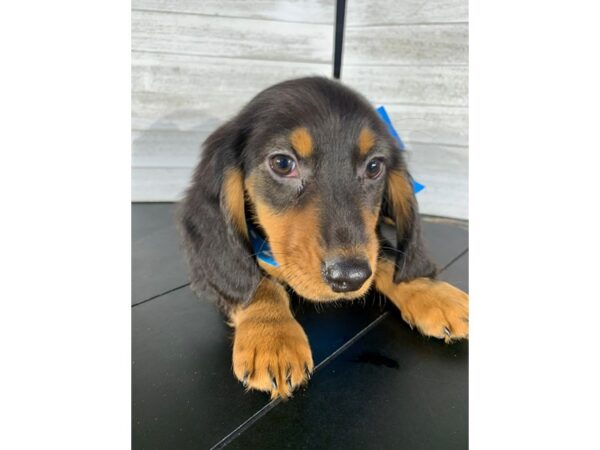 Dachshund DOG Male Black and Tan 4182 Petland Knoxville, Tennessee
