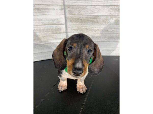 Dachshund-DOG-Male--4188-Petland Knoxville, Tennessee