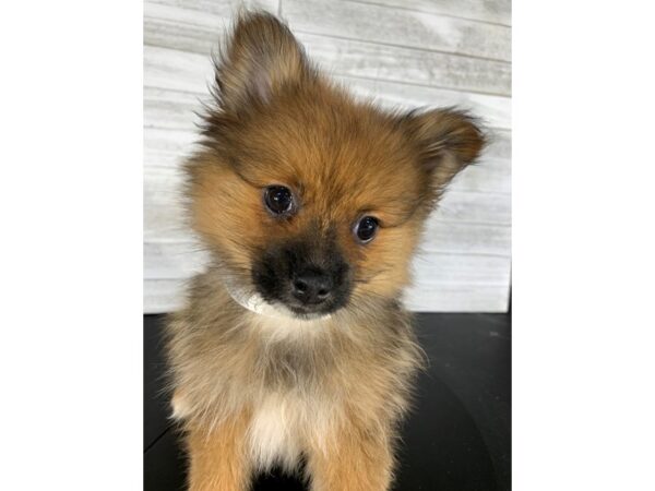 Pomeranian-DOG-Male--4189-Petland Knoxville, Tennessee
