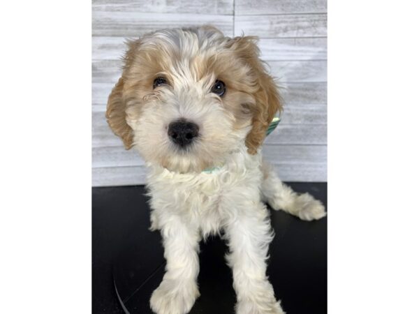 Cavapoo-DOG-Male-Apricot-4183-Petland Knoxville, Tennessee