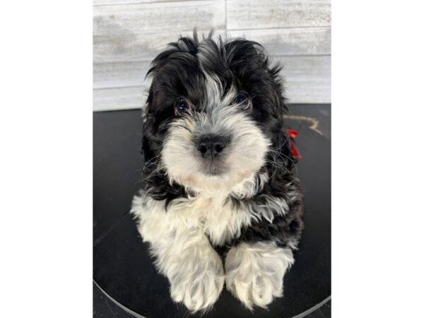Teddy Bear DOG Male Black and White 4184 Petland Knoxville, Tennessee