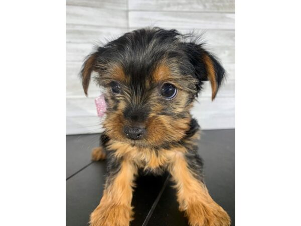 Yorkshire Terrier-DOG-Female-Black / Tan-4180-Petland Knoxville, Tennessee