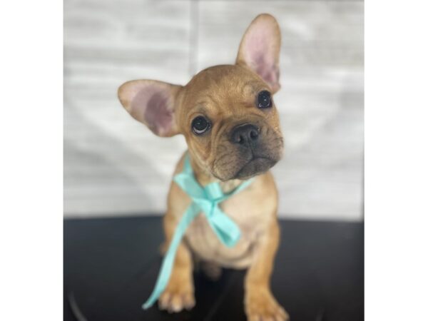 French Bulldog-DOG-Male-Fawn-4186-Petland Knoxville, Tennessee