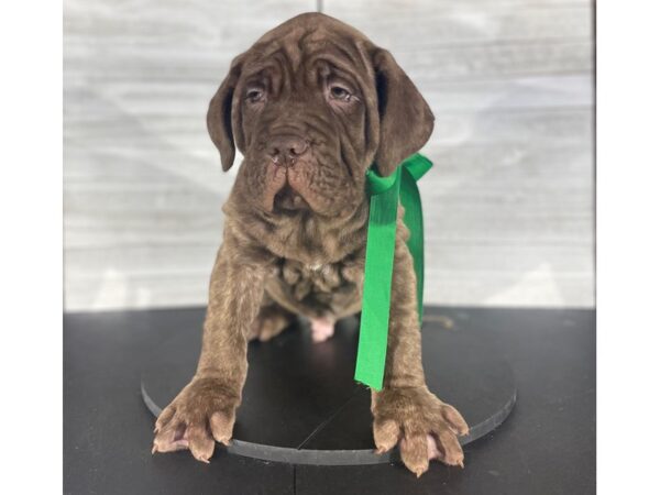 Neapolitan Mastiff/Dogue De Bordeaux-DOG-Male-Isabella-4178-Petland Knoxville, Tennessee