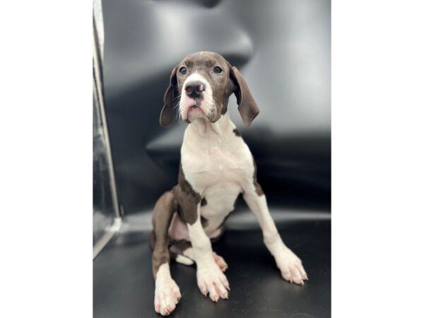Great Dane-DOG-Female-Black/White-4111-Petland Knoxville, Tennessee