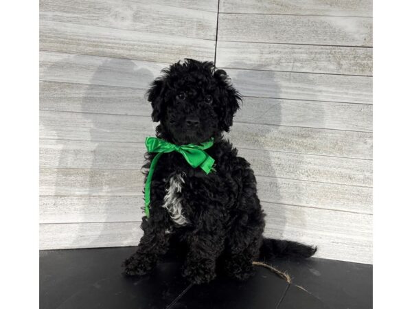 Mini Goldendoodle-DOG-Male-Black-4193-Petland Knoxville, Tennessee