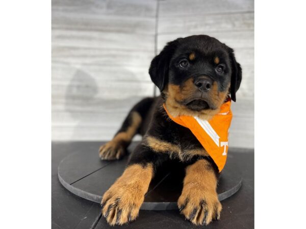 Rottweiler-DOG-Female-brown/black-4194-Petland Knoxville, Tennessee