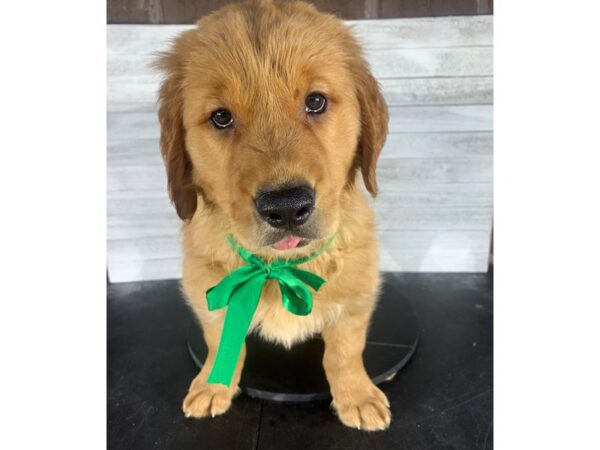 Golden Retriever-DOG-Male-golden-4199-Petland Knoxville, Tennessee