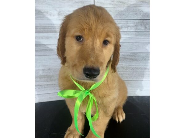 Golden Retriever-DOG-Male-golden-4200-Petland Knoxville, Tennessee