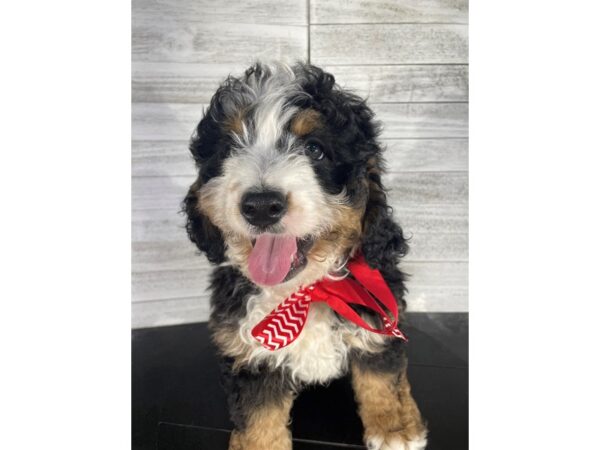 Bernedoodle-DOG-Male-Black Tan / White-4202-Petland Knoxville, Tennessee