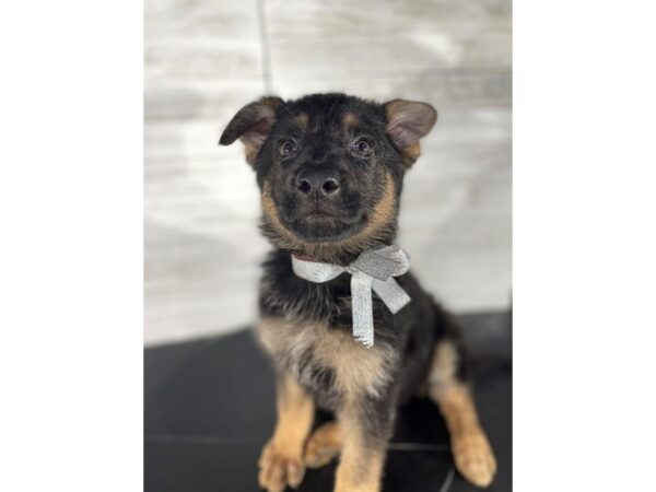 German Shepherd Dog-DOG-Female-Black / Tan-4201-Petland Knoxville, Tennessee