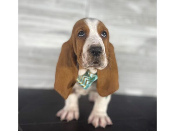 Basset Hound-DOG-Female-Red and White-4204-Petland Knoxville, Tennessee