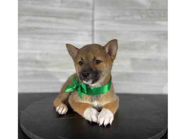 Shiba Inu-DOG-Male-Red Sesame-4206-Petland Knoxville, Tennessee