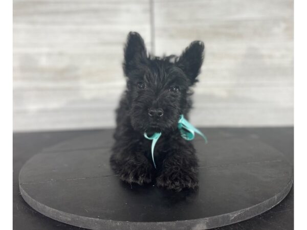 Scottish Terrier-DOG-Male-Black-4208-Petland Knoxville, Tennessee