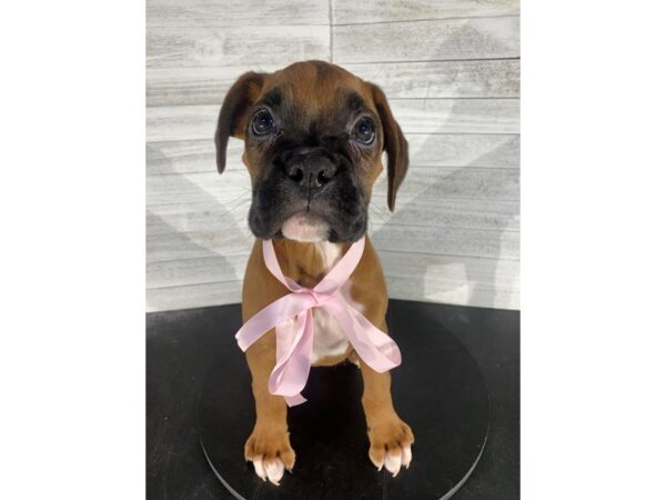 Boxer-DOG-Female-Fawn-4213-Petland Knoxville, Tennessee