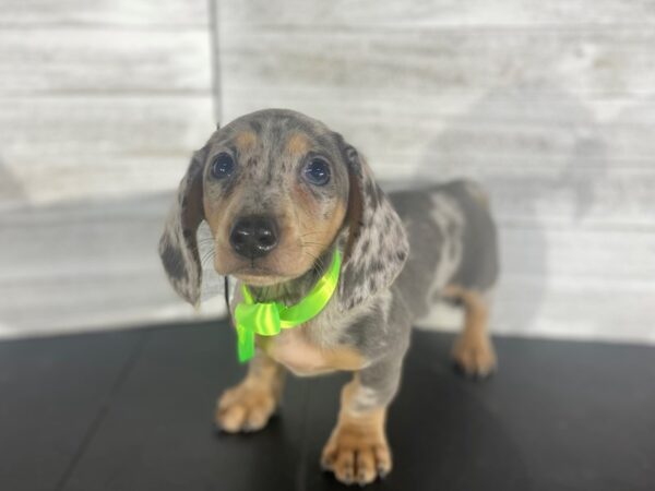 Dachshund DOG Male Blue / Tan 4217 Petland Knoxville, Tennessee