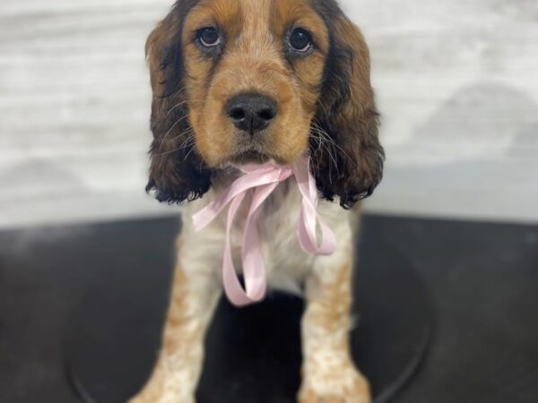 English Springer Spaniel-DOG-Female-Sable / White-4220-Petland Knoxville, Tennessee