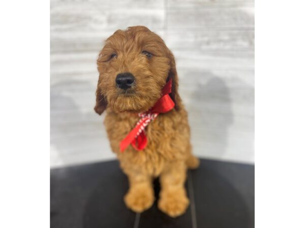 Irish Doodle DOG Male Red 4215 Petland Knoxville, Tennessee