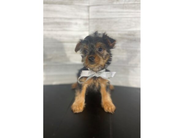 Yorkshire Terrier-DOG-Female-Black / Tan-4216-Petland Knoxville, Tennessee