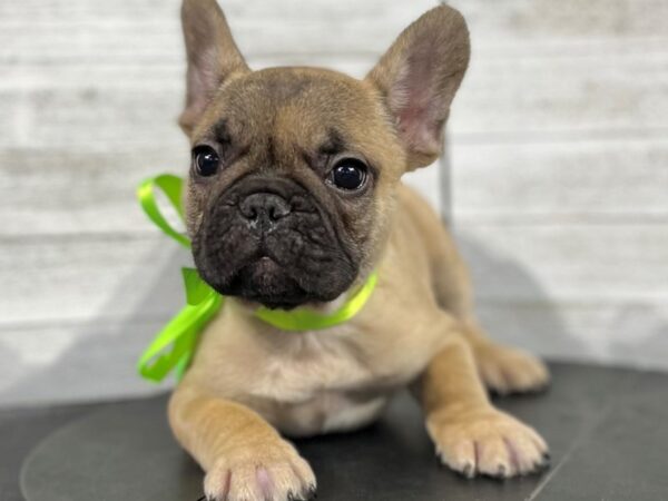French Bulldog-DOG-Male-Fawn-4221-Petland Knoxville, Tennessee