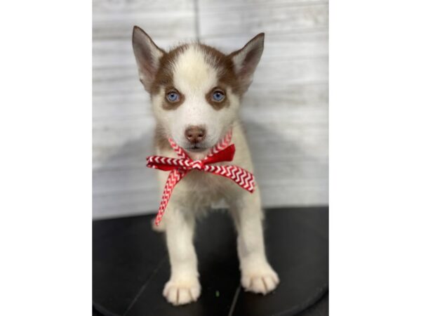 Siberian Husky-DOG-Male-Red / White-4231-Petland Knoxville, Tennessee