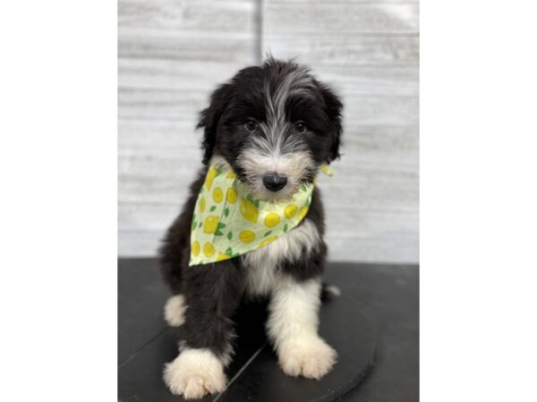 Bearded Collie-DOG-Male-Black / White-4224-Petland Knoxville, Tennessee