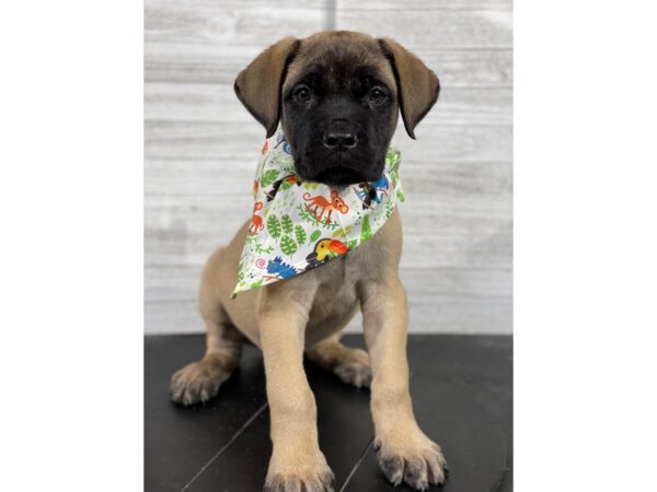 Mastiff-DOG-Male-Fawn-4226-Petland Knoxville, Tennessee
