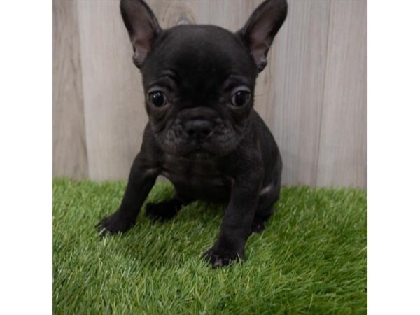 French Bulldog-DOG-Female-Black-4247-Petland Knoxville, Tennessee
