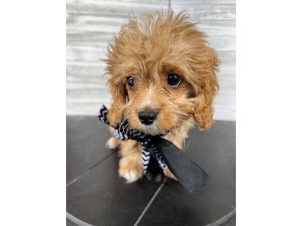 Cavapoo-DOG-Male-Red-4223-Petland Knoxville, Tennessee
