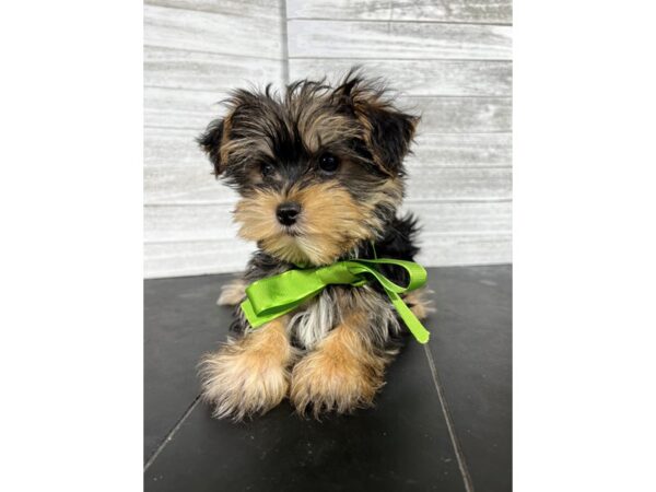 Morkie-DOG-Male-Black / Tan-4228-Petland Knoxville, Tennessee