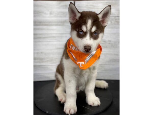 Siberian Husky-DOG-Male-Red/White-4238-Petland Knoxville, Tennessee