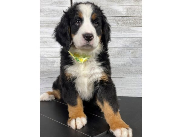 Bernese Mountain Dog-DOG-Female-Black Rust and White-4234-Petland Knoxville, Tennessee