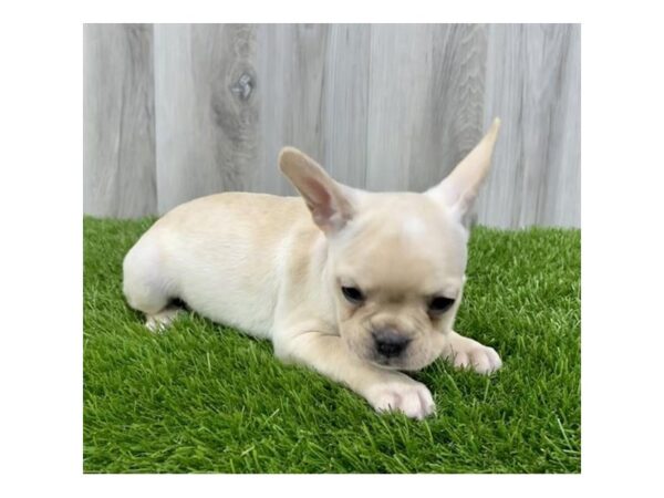 French Bulldog-DOG-Female-Cream-4246-Petland Knoxville, Tennessee