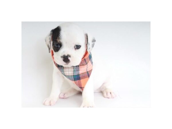 PugaBull DOG Male White 4248 Petland Knoxville, Tennessee