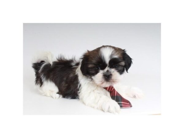 Shih Tzu-DOG-Male-Sable / White-4249-Petland Knoxville, Tennessee
