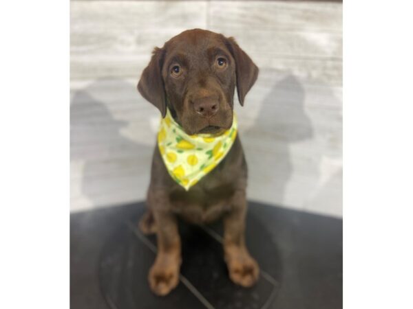 Labrador Retriever-DOG-Female-Chocolate-4244-Petland Knoxville, Tennessee