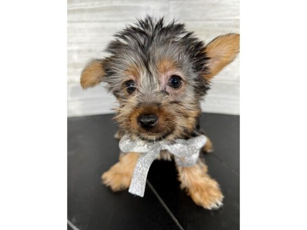 Silky Terrier-DOG-Female-Black/Tan-4252-Petland Knoxville, Tennessee