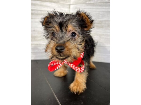 Silky Terrier-DOG-Female-Black/Tan-4253-Petland Knoxville, Tennessee
